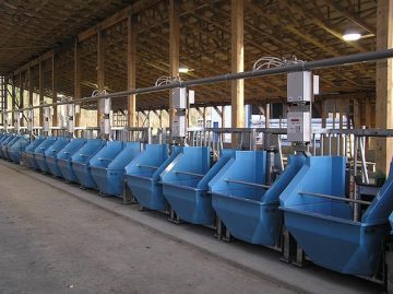 Feeding Management Strategies for Growing Heifers (Vol. 11-2)