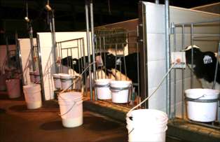 Pair housing the milk-fed calf (Vol. 13-1)