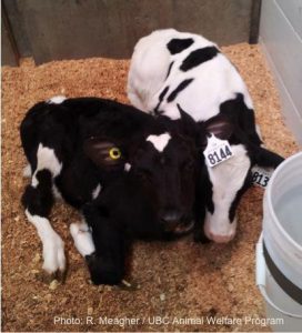 The individual matters: Personality traits in dairy cattle