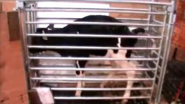 Can calves be potty trained? (Vol. 15-2)