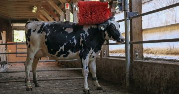 New research finds mechanical brushes aren’t just a spa amenity for dairy cows — they’re important to the animal’s well-being