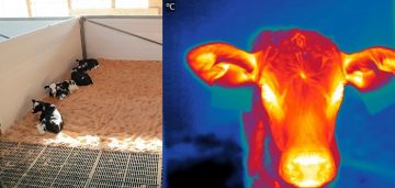 New study finds dairy calves’ personalities predict their ability to cope with stress
