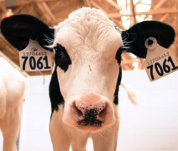 Got a moody teenager? Cows can relate